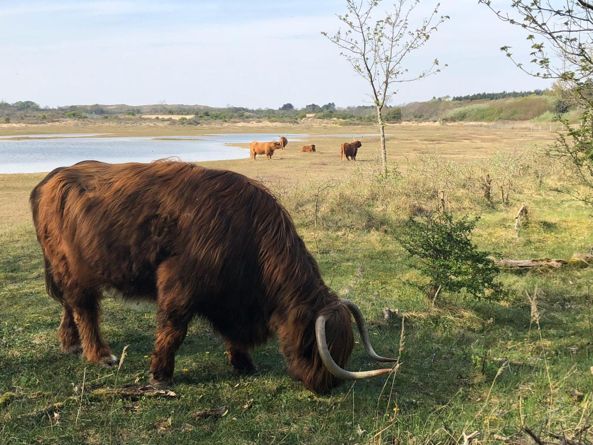 Eco Lodge Duin- Unieke Locatie -Strand, Duin En Nabij Cultuursteden Castricum Exteriör bild
